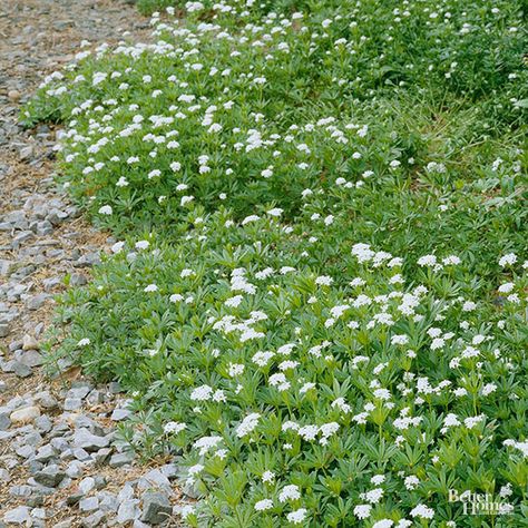 Made in the Shade Groundcovers Garden Ground Cover, Ground Cover Flowers, Ground Cover Shade, Red Creeping Thyme, Dry Shade Plants, Garden Ground, Evergreen Groundcover, Japanese Style Garden, Sweet Woodruff