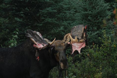 Male moose—the world's largest deer—go to great lengths to allure females. Moose Head, Largest Snake, Wildlife Biologist, Cities Of The World, Bull Moose, Moose Antlers, Shed Antlers, Deer Family, The Gambia