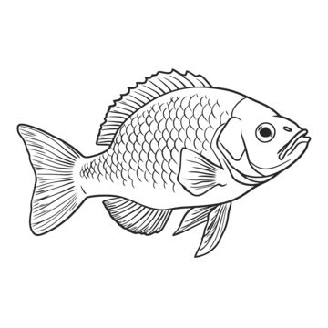 fish drawing,wing drawing,ring drawing,color drawing,tilapia drawing,tilapia outline,tilapia sketch,tilapia coloring page,tilapia outline art,tilapia coloring book,tilapia black and white,tilapia line art,outline,sketch,line drawing,line art,coloring page,outline art,children s coloring page,thick lines,coloring book,black and white,fin,organism,fish,art,tail,marine biology,drawing,ray-finned fish,illustration,fish products Tilapia Drawing, Fish Sketch Drawing, Biology Drawing, Illustration Fish, Ring Drawing, Wing Drawing, Art Outline, Fish Sketch, Fish Coloring