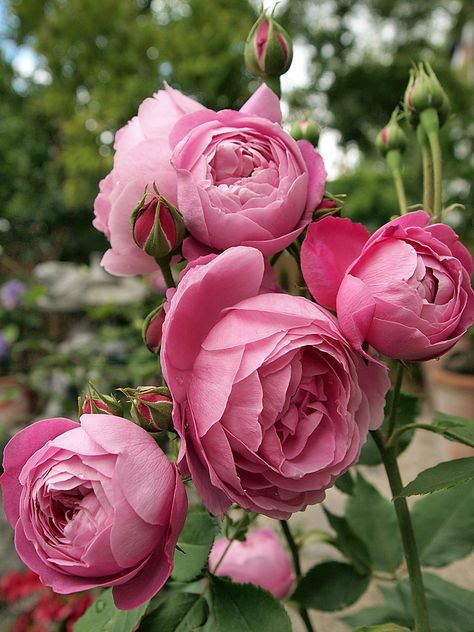 Reine Victoria (Bourbon) 1872. The wonderfully fragrant cupped pink blooms of this regal beauty will brighten your garden from early spring through fall. They also make excellent cut flowers. The plant is quite hardy, growing 6 to 7 feet tall. An old fashioned classic. Photo by Osakana Feelingood, via Flickr. Heirloom Roses, Cottage Garden Design, David Austin Roses, Rose Photos, Beautiful Rose Flowers, English Roses, Love Rose, Beautiful Blooms, Love Flowers