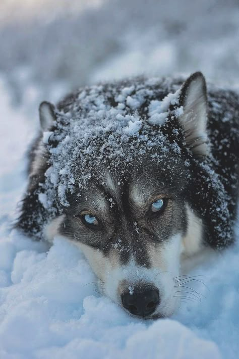 Wolf Personality, Werewolf Aesthetic, Wolf Husky, Winter Wolves, Wolf Photos, Wolf Spirit Animal, Wolf Wallpaper, Wolf Love, Wolf Pictures