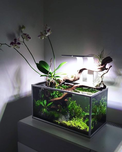 Fresh Water Aquariums Ideas, Black Aquascape, Freshwater Fish Tank, Black Fish Tank Decor, Black Sand Fish Tank Ideas, Black Gravel Fish Tank, Black Water Fish Tanks, Peace Lily Aquarium, Black Aquarium