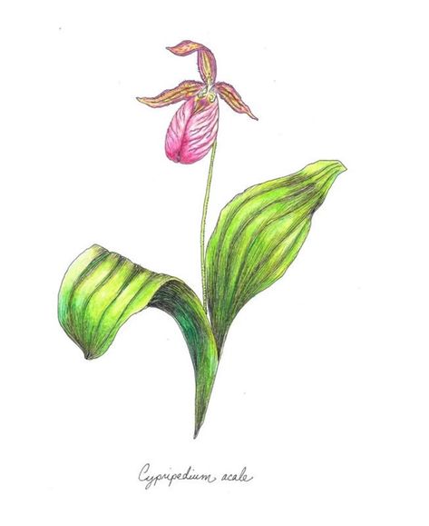 Pink Lady's Slipper cypripedium Acaule Botanical Print | Etsy Pink Lady Slipper Tattoo, Lady Slipper Tattoo, 1776 Musical, Lady Slipper Flower, Pink Lady Slipper, Frog Painting, Easy Paintings For Beginners, Lady Slipper, Floral Inspiration