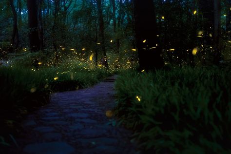 Where to Watch Fireflies in Vietnam Fireflies Wallpaper, Jennifer Core, Allegany State Park, Drawing Wallpaper, Magical Fairy, Wallpaper Green, Wallpaper Dekstop, Inspiration Instagram, Wallpaper Cave