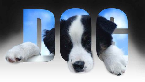 Dog in text 3D effect illuision| Photoshop Tutorial   #photoshop #ps_glow #learnphotoshop #photoshoptutorial #photoshoptutorials #photographylover #photography #photoshoot #photoshop_cc #photoshopping #photoshop_creative #photooftheday #naturephotography #photoshopmanipulation #creative #thecreativers #art #graphicsdesign #graphicsdesigner #adobephotoshop #adobe #adobephotoshopcc #photoshopartist #photoshoot #dog Text Clipping Mask, Cliping Mask, Software Ideas, Layer Mask Photoshop, Clipping Mask Photoshop, Photoshop Tutorial Text, Text Photoshop, Photoshop Tutorials Free, 3d Photoshop