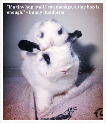 On days when you have only one hop to give, make it a binky. https:/shop.smallpetselect.com #binky Bunny Binky, Bunny Meme, Bunny Paws, Bunny Quotes, House Rabbit, Pet Bunny, Funny Bunnies, Pet Rabbit, Cute Bunny