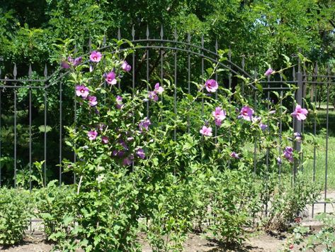 Pruning Rose Of Sharon Shrub: Tips On How To Trim A Rose Of Sharon Rose Of Sharon Bush, Tree Pruning, Gardening Techniques, Gardening 101, Starting A Garden, Cut Flower Garden, Rose Of Sharon, Dream Backyard, Garden Trees