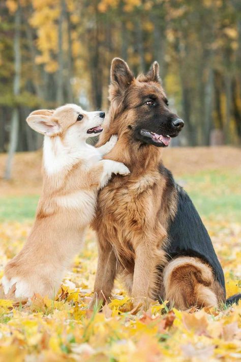 Corgi German Shepherd Mix Breed ... Corgi And German Shepherd, German Shepherd Corgi Mix, Corgi German Shepherd, German Shepherd Mix Puppies, Purebred German Shepherd, Shepherd Mix Puppies, German Shepherd Husky Mix, K9 Dogs, Most Beautiful Dogs