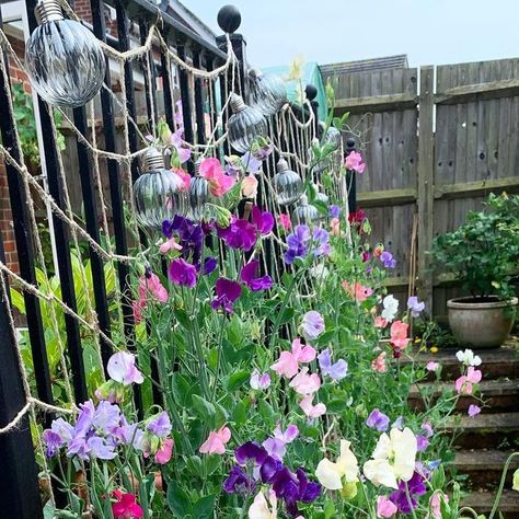 Sweet Pea Wall, Sweet Pea Garden, Front Yard Flowers, Growing Sweet Peas, E Flowers, Sweet Pea Flowers, Patio Fence, Chain Link Fence, Hampshire