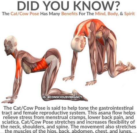 Cat Cow Pose, Cat Cow, Yoga Facts, Cow Pose, Yoga Anatomy, Yoga Posen, Bodybuilding Workout, Easy Yoga Workouts, Cat Pose