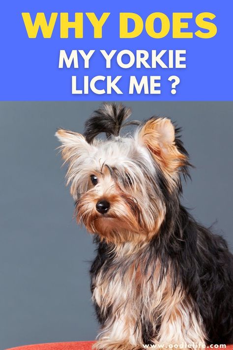 Yorkie Puppy Training, Puppy Advice, Yorkie Puppy Care, Miniature Yorkshire Terrier, Toy Yorkshire Terrier, Toy Dog Breeds, Teddy Bear Dog, Yorkie Moms, Yorkie Terrier