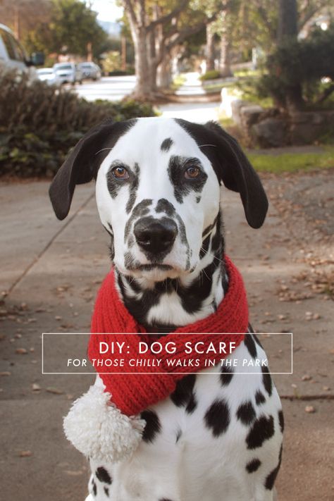 DIY Dog Scarf – Jamie Bartlett Design Diy Dog Scarf, Dog Scarf, Dog Projects, Pet Scarf, Animal Projects, Dog Scarfs, Diy Dog, Dog Costumes, Scarf Knitting Patterns