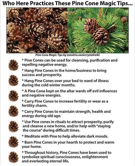 Pinecone magick Magickal Herbs, Witch Herbs, Green Witchcraft, Magic Herbs, Magical Herbs, Wiccan Spell Book, Witchcraft Spell Books, Hedge Witch, Herbal Magic