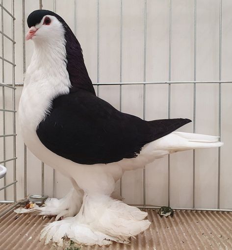 Fancy Pigeon Breeds, Paloma Core, Lahore Pigeon, Pigeon Eyes, Melanistic Animals, Pet Pigeon, Cute Pigeon, Pigeon Pictures, Drawing Bird