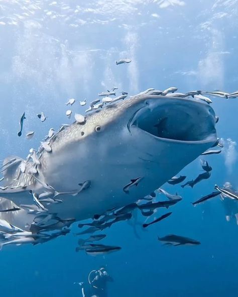 Shark Of The Week on Instagram: "« The remora receives more than just a convenient food source; it is also protected from predators and given free transportation through the oceans. By keeping the waters clear of scraps around the shark, the remoras prevent the development of unhealthy organisms near the shark. The host shark is also kept clean of irritating parasites that could adversely affect its health. Remoras are not to be confused with pilot fish, another species that travels with sharks in a similar symbiotic relationship. Pilot fish swim alongside sharks but do not attach themselves. «  🦈 by 📷 @chaos.auto
Follow @sharkoftheweek for more
Tag someone that should see this👇
#sharkoftheweek" Remora Fish, Marine Science, Ocean Pollution, Shark Swimming, Symbiotic Relationships, Fish Swimming, Aquatic Animals, The Shark, Whale Shark