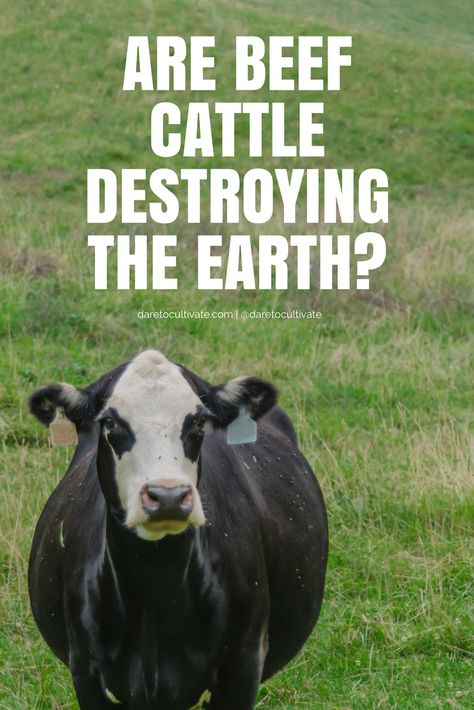 Want to learn more about how eating beef impacts the environment? We've got you covered! Cowspiracy Quotes // Cowspiracy Truths //  Cowspiracy Quotes Meat // Cowspiracy Quotes Planets // Cowspiracy Quotes Animals // Cowspiracy Quotes Plant Based // Cowspiracy Quotes Environment // #Vegan // #Vegetarian #Cowspiracy #Peta #EarthDay #Animals // Beef // Beef Stroganoff // Beef Stew // Ground Beef // Beef Recipes // Beef Jerky // Beef Roast // Beef Tips // Beef Enchiladas Pioneer Woman Mashed Potatoes, Meat Quotes, Quotes Environment, Meat Casserole Recipes, Stroganoff Beef, Environment Quotes, Meat Casserole, Onion Soup Recipes, Healthy Meat Recipes