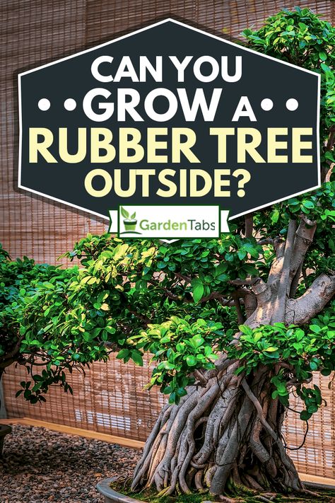 Can You Grow A Rubber Tree Outside? - Garden Tabs Rubber Tree Plant Care, Rubber Tree Plant, Doors Makeover, Ficus Elastica, Rubber Plant, Rubber Tree, Ornamental Trees, Big Leaves, Hardy Plants