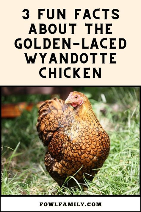 Facts About the Golden-Laced Wyandotte Chicken Rare Chicken Breeds, Easter Egger Chicken, Wyandotte Chicken, Backyard Coop, Easter Eggers, Types Of Chickens, Rhode Island Red, Chicken Eating, Tasty Meat