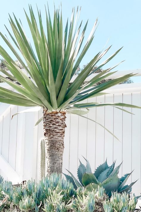 10 Tips On How To Create a Palm Springs-Inspired Home Palm Springs Exterior, Palm Springs Backyard, Palm Springs Landscaping, Palm Springs Garden, Palm Springs Homes, Spring Architecture, Palm Springs Pool, Palm Springs Houses, Palm Springs Decor