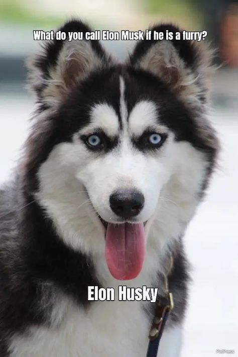 10 Funny And Hilarious Husky Jokes That Will Make You Laugh Husky Jokes, Funny Husky, Laughing Out Loud, Husky Funny, 10 Funniest, A Husky, Take Your Time, Find Yourself, Exotic Pets