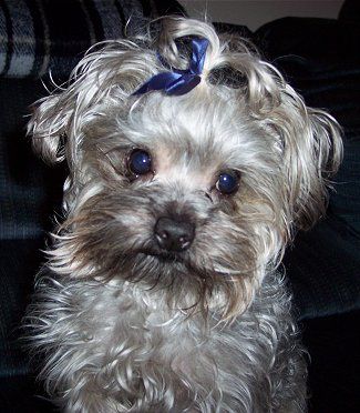 Terrier Poodle Mix, Poodle Mix Breeds, Tiny Dog Breeds, Yorkie Poodle, Yorkshire Terrier Teacup, Dog Breeds Pictures, Yorkshire Terrier Puppy, Puppy Toys, Yorkie Poo