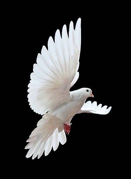 Pretty Place Chapel, Dove Painting, Dove Flying, Dove Images, Animal Body Parts, Wings Wallpaper, Dove Pictures, Best White Paint, Crucifixion Of Jesus