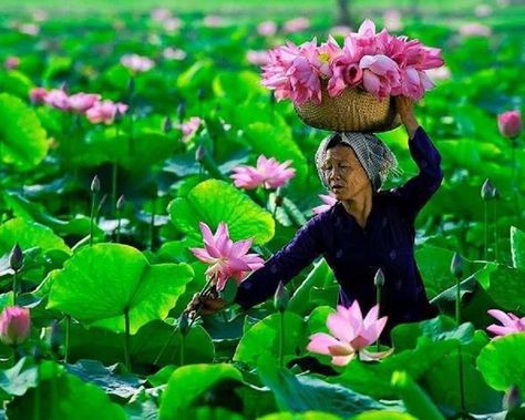 Beautiful Vietnam, Vietnam Tours, National Flower, People Of The World, Water Lily, Water Lilies, People Around The World, Beautiful World, In The Middle