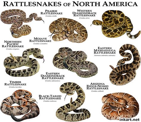 Rattlesnakes of North America | Fine art illustration of var… | Flickr Mojave Rattlesnake, Freshwater Turtles, America Poster, Turtle Images, Poisonous Snakes, Types Of Snake, Snake Venom, Animal Tracks, Texas Art