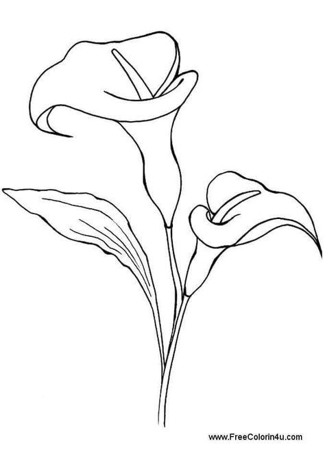 Peace Lily Flower, Lily Pictures, Lilies Drawing, Flower Line Drawings, Drawing Prompts, Lily Tattoo, 강아지 그림, Flower Sketches, Pola Sulam