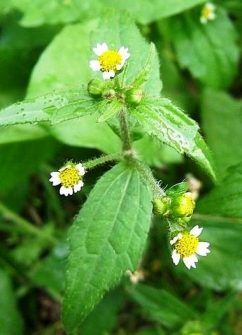 Herbs & Plants. Acalypha indica. A useful source of medicine. - News & views from emerging countries Medicinal Herbs Remedies, Herbs Image, Medicinal Weeds, African Herbs, Ayurvedic Plants, Medicine Herbs, Herbs Plants, Medicinal Herbs Garden, Magical Nature