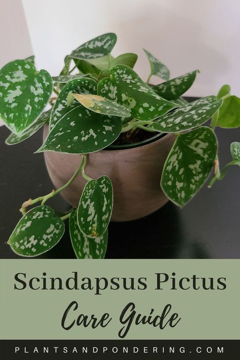 Scindapsus pictus is a striking, exotic plant that is super easy to care for! Learn about its care requirements, the different satin pothos varieties, and how to propagate this lovely vining plant. #scindapsuspictus #satinpothos #houseplants #plantcare Satin Photos Plant, Pothos Plant Varieties, Scindapsus Pictus Care, Vining House Plants, Satin Pothos Care, Scindapsus Varieties, Scindapsus Pictus Argyraeus Care, Photos Plant, Silver Satin Pothos