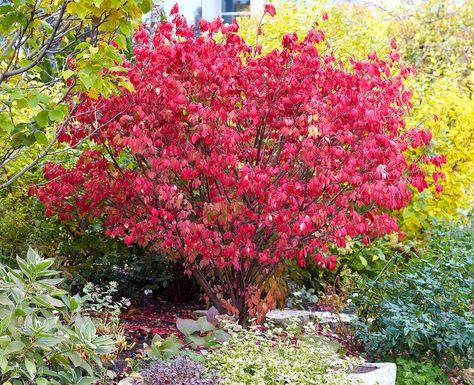 Burning Bush Shrub, Euonymus Alatus, Hardiness Zones, Oakleaf Hydrangea, Gardening Zones, Burning Bush, Invasive Plants, Garden Shrubs, Butterfly Bush