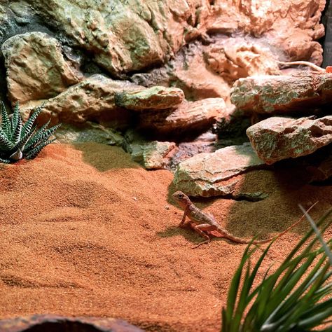 Arid Vivarium, Desert Vivarium, Tortoise Vivarium, Crocodile Skink, Lizard Cage, Desert Terrarium, Dart Frog Vivarium, Gecko Vivarium, Terrarium Inspiration