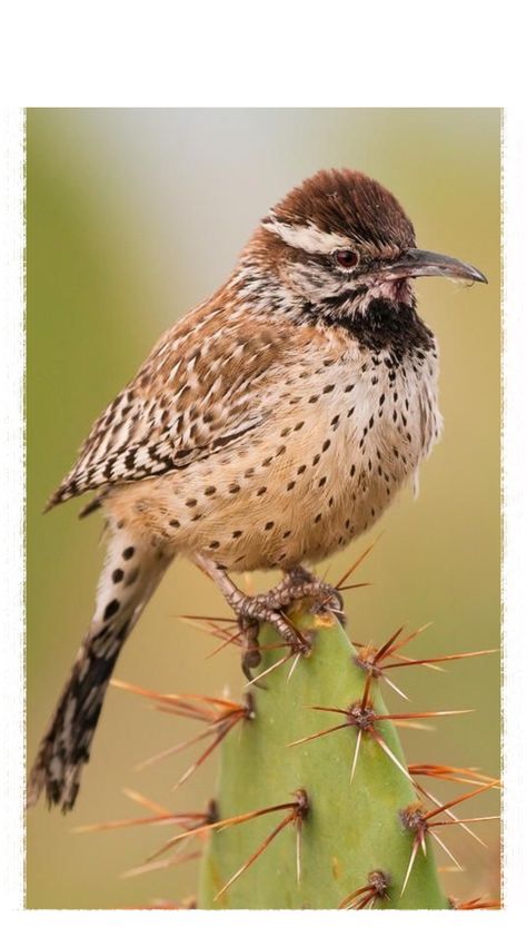 Backyard Birds Sanctuary, Cactus Wren, State Birds, Backyard Birds, Bird Pictures, Pretty Birds, Bird Photo, Small Birds, Bird Species