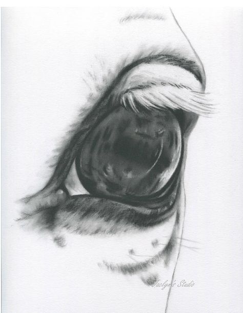 Charcoal Eye, Equine Artwork, Horse Art Drawing, Realistic Eye Drawing, Painted Horses, Horse Sketch, Pencil Drawing Tutorials, Drawing Charcoal, Horse Eye