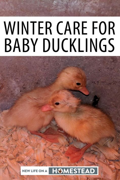 Taking extra care of your baby ducklings during winter could literally keep them alive during the colder months. Here's what to do. #ducks #homesteading Ducks Coop, Farm Life Aesthetic, Rouen Duck, Duckling Care, Types Of Ducks, Duck Pens, Pekin Duck, Homestead Animals, Backyard Ducks