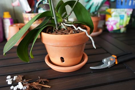 How to Repot an Orchid with Air Roots Pruning Orchids, Interior Gardens, Orchid Potting Mix, Repotting Orchids, Orchid Varieties, Orchid Roots, Orchid Planters, Orchid Show, Growing Orchids