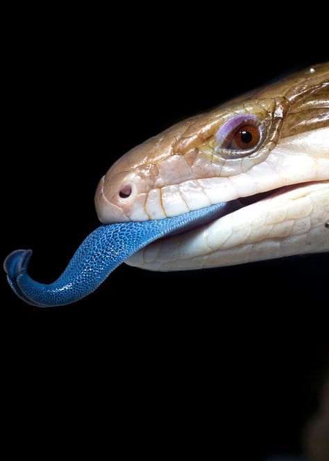 21 Blue-Tongued Skink Facts: 8 Species - Ultimate Guide  #animallovers #bluetongueskink #blue #skink Lizard Species, Blue Tongue Skink, Small Lizards, Cute Reptiles, Learn Facts, Lifestyle Quotes, Pretty Animals, Reptiles And Amphibians, Gecko