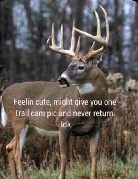 Deer Season Humor, Deer Hunting Memes, Deer Meme, Deer Hunting Quotes, Hunting Nails, Hunting Meme, Funny Hunting Pics, Hunting Quotes Funny, Deer Hunting Humor