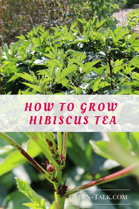 How to Grow Hibiscus Tea                                                                                                                                                                                 More Hibiscus Flower Tea, Hibiscus Bush, Growing Hibiscus, Hibiscus Garden, Hibiscus Tree, Urban Gardening Ideas, Types Of Christmas Trees, Hibiscus Plant, Garden Vines