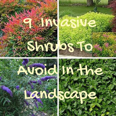 9 Invasive Shrubs to Avoid in the Landscape – EARTHeim Landscape Design Lexington Kentucky Native Landscape Design, Spirea Bush, Foundation Plants, Spirea Shrub, Staining Concrete, Pollinator Garden Design, Pergola Design Ideas, Native Plant Landscape, Texas Landscaping