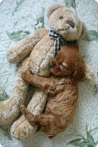 AWW SO CUTE puppy hugging teddy bear! Puppy Hugging, Hugging Teddy Bear, A Teddy Bear, Dog Rules, Baby Animals Funny, Cute Creatures, Sweet Animals, Animals Friends, I Love Dogs