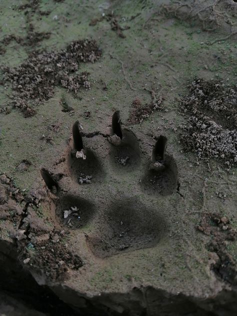 Paw of a dog looks like a wolf tracks Wolf Tracks, Wolf Paw, A Wolf, Dog Paw, Dog Paws, Personalities, A Dog, Track, Collage