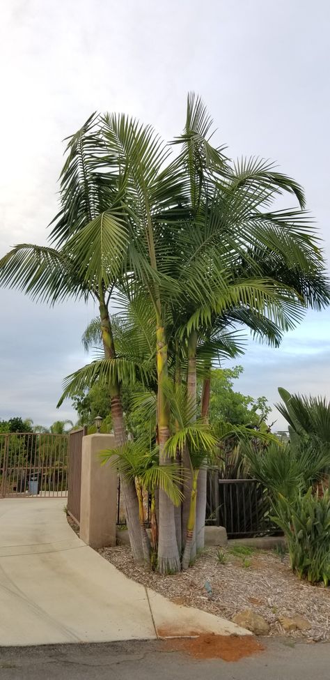 King palms. Planted in loose clump. Vista, California. Vista California, Tropical Trees, Tropical Tree, Landscaping Ideas, Beck, Southern California, Landscaping, Trees, California