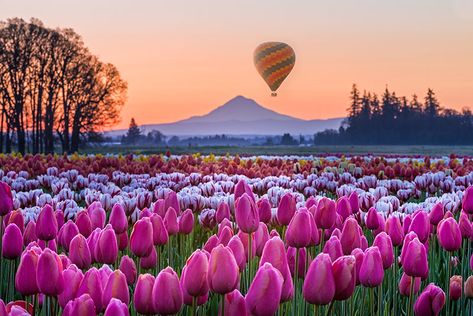 Tulip Festival at Wooden Shoe Tulip Farm, near Portland, OR Skagit Valley Tulip Festival, Wallpaper Horizontal, Tattoo Garden, Garden Nails, Bulbous Plants, Tulip Field, Tulip Season, Garden Tattoo, Wallpaper Macbook