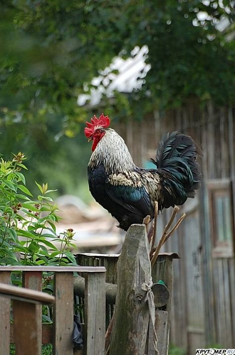 Country Rooster, Silkie Chickens, Simple Things In Life, Farm Paintings, Future Farms, Chickens And Roosters, Painting Subjects, How To Attract Birds, Patio Landscaping