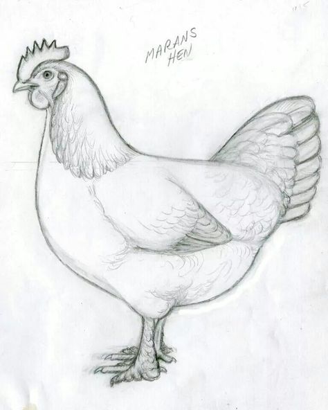 Marans hen Drawing A Rooster, Hen Sketch, References Animals, Chicken Sketch, Hen Drawing, Chicken Drawings, Chicken Drawing, Butterfly Art Drawing, Landscape Pencil Drawings