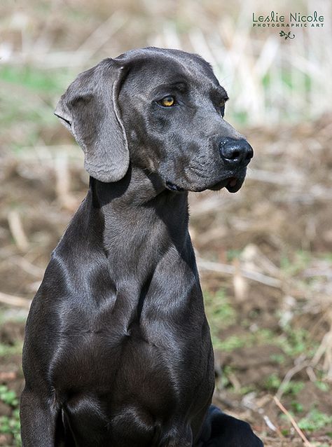 Blue Weimaraner | Flickr - Photo Sharing!                                                                                                                                                      More Weimaraner Hunting, Blue Weimaraner Puppy, Blue Weimaraner, Beige Theme, Weimaraner Puppies, Dog Spa, Weimaraner Dogs, Dogs Lover, Dog Essentials