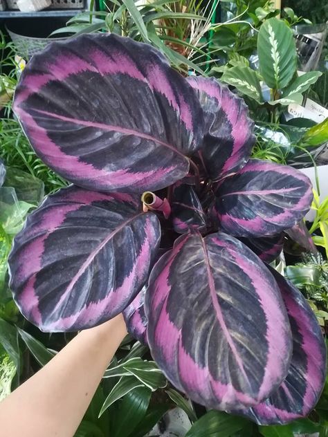 purple calathea Calathea Plant Purple, Calathea Couture Purple, Calathea Couture, Calathea Plant Care, Houseplant Inspiration, Pink Plants, Interesting Plants, Peacock Plant, Calathea Plant