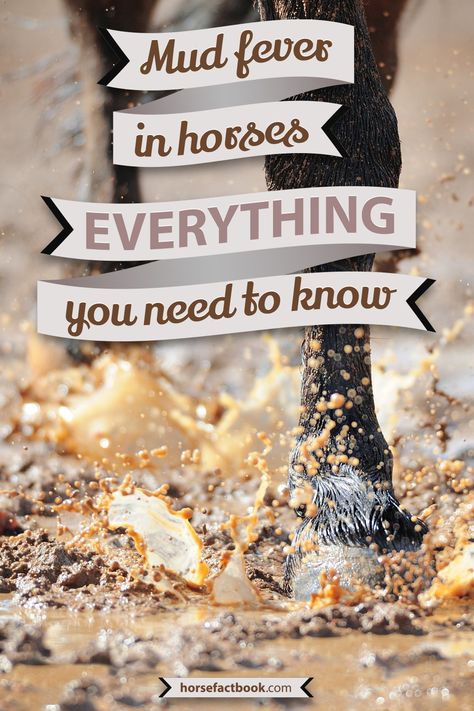 Mud fever, dew poisoning, greasy heel, whatever you call it we've got everything you need to know to not only treat it but to also prevent it from reoccurring! Mud Fever In Horses, Horse Behavior, Equestrian Quotes, Fly Boots, Mother Of The Groom Gift, Equestrian Problems, Horse Training Tips, Horse Feed, Barrel Horse